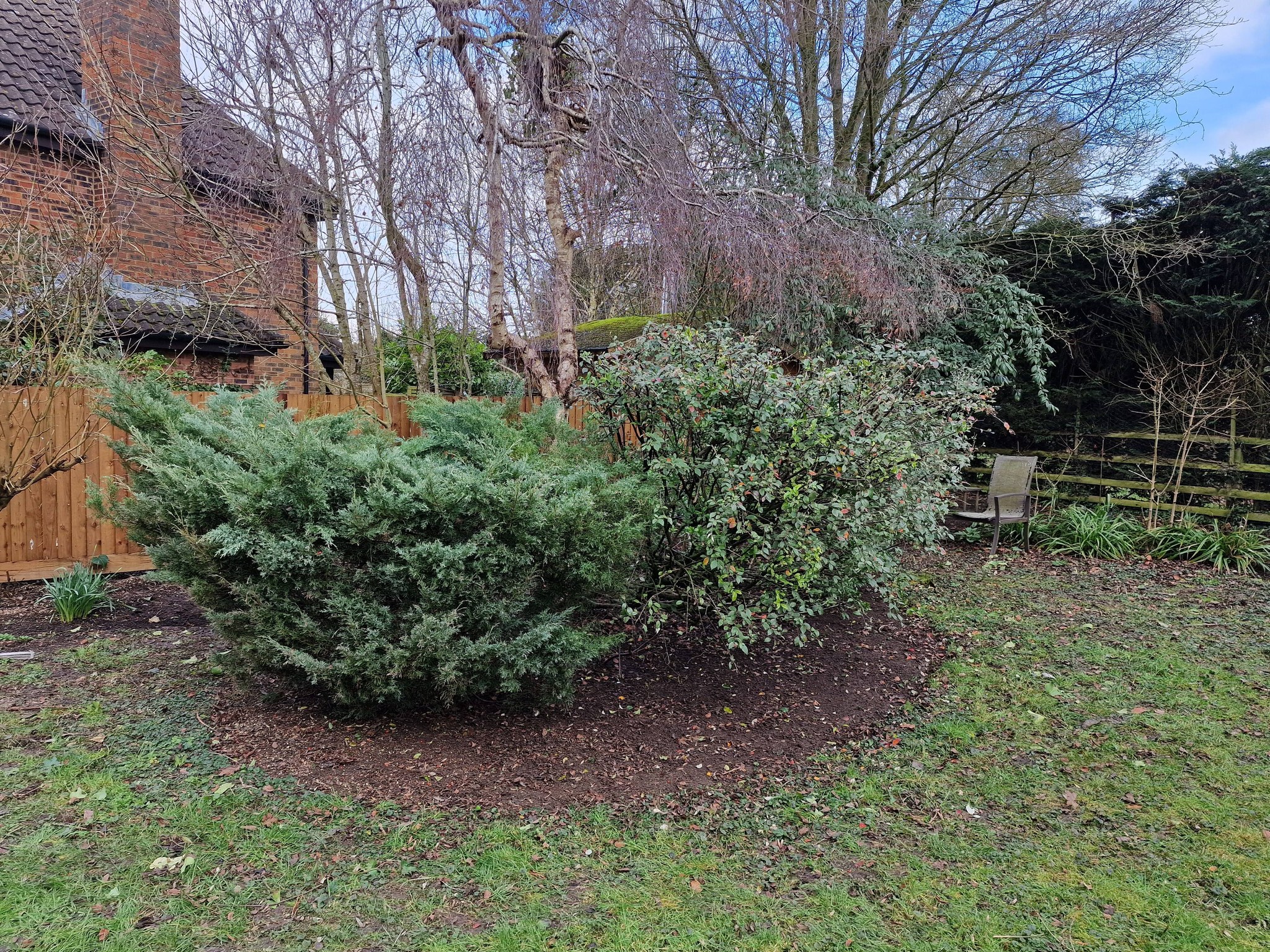 A real garden project by Mindful Gardens showing established shrubs and fencing in a Milton Keynes back garden