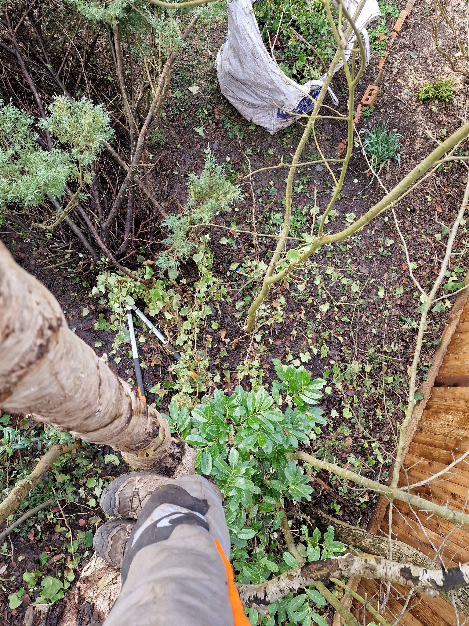Tree surgery and pruning work in progress